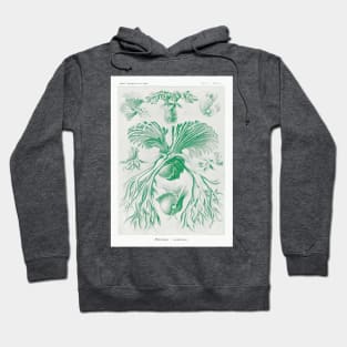 Staghorn ferns - Botanical Illustration Hoodie